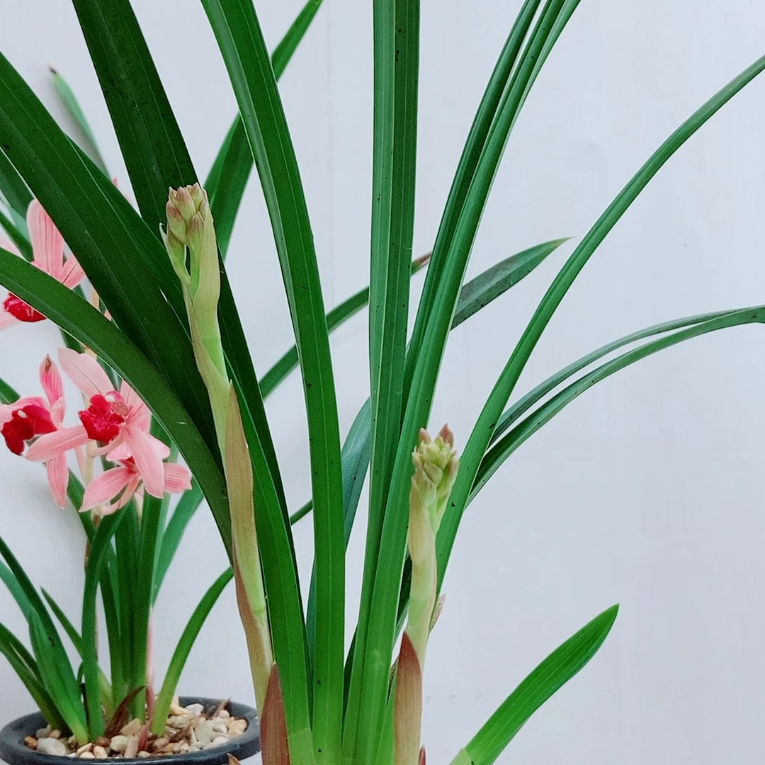 当前无花栽培后可以开花