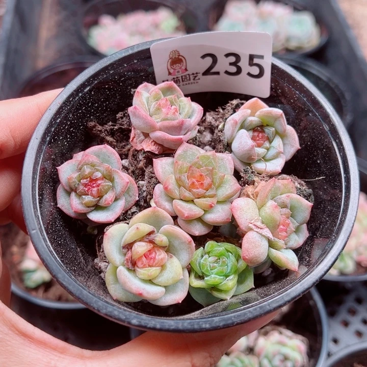 多肉植物多肉植物