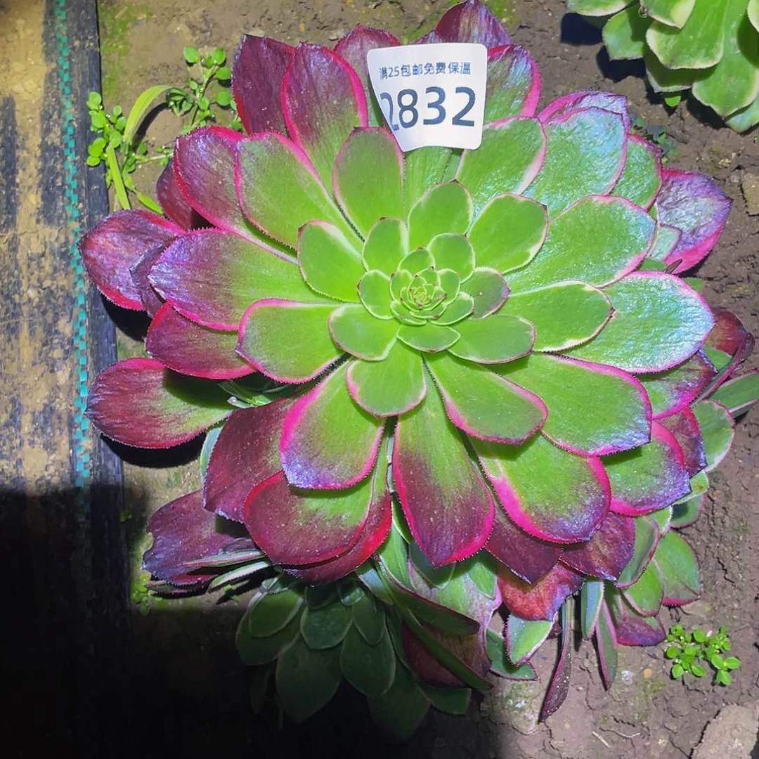 2832粉花妖多肉植物