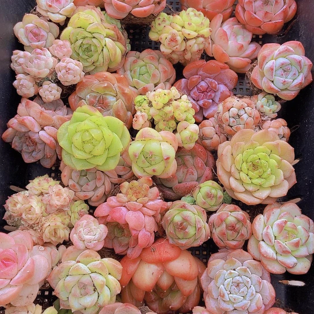 0000001量拍保底20颗