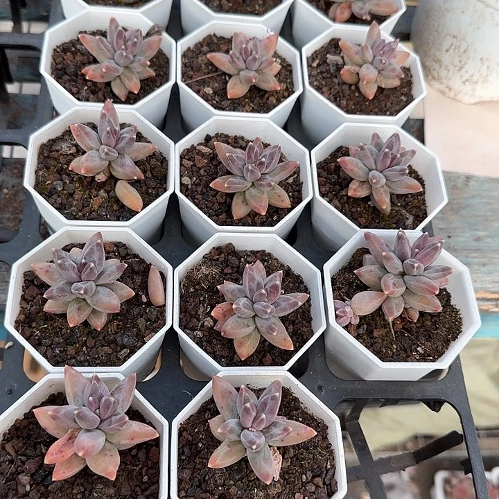 心****师青蛙王子儿童洗发111