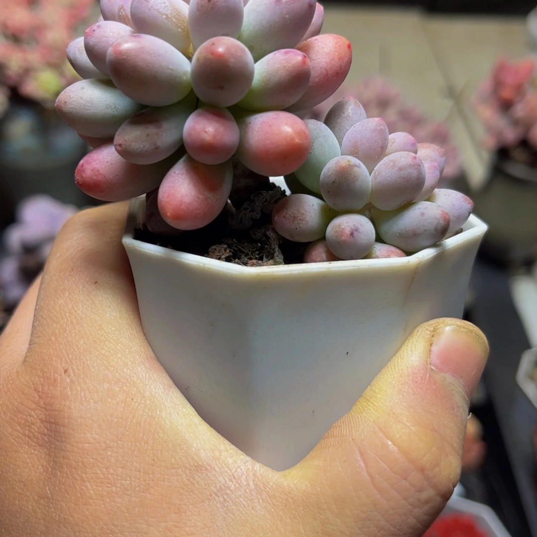 932手指奶7厘米多肉