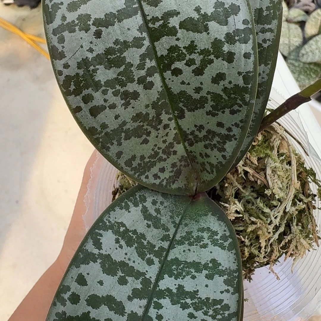 大部分开放少量花苞爱丽丝2.5