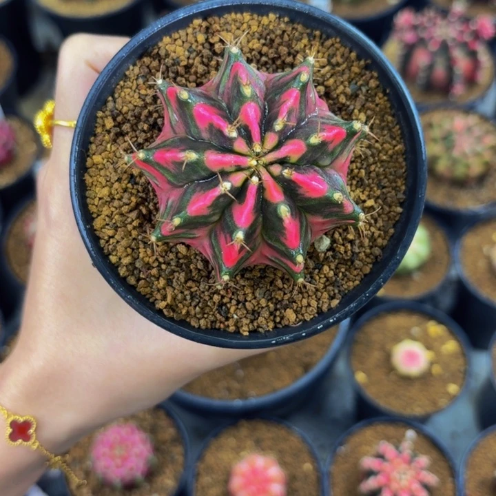 烟花00000000000000203