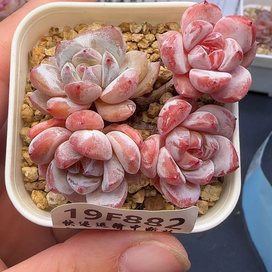 882 四头老庄满29包邮非偏远