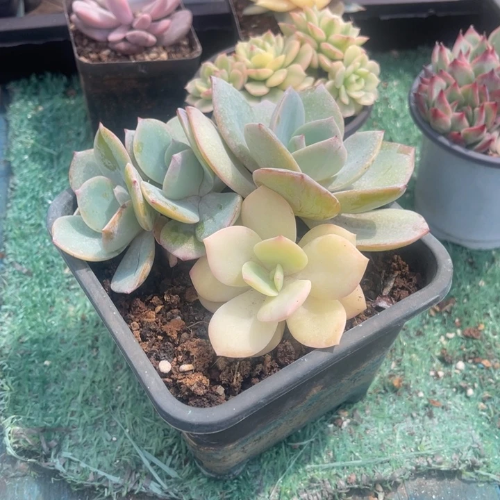 秋可园艺 白凤锦群