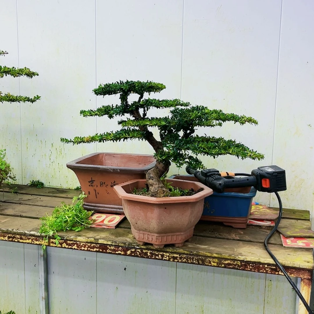 【闪购商品】无花朵日***河