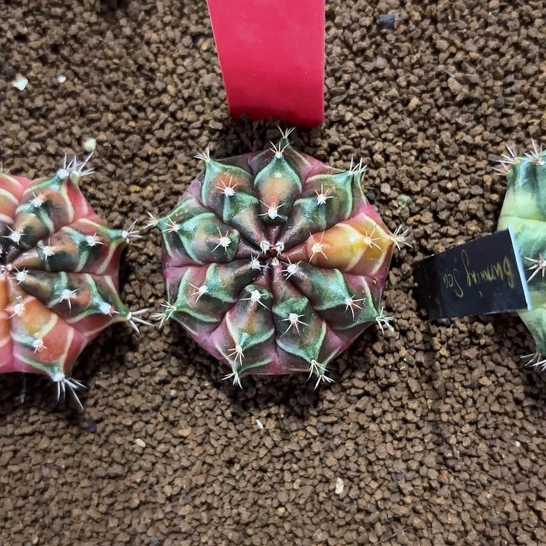 泰国米哈火海938-1118