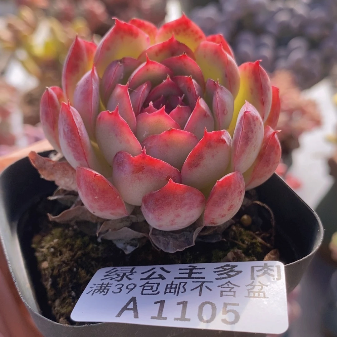 贝瑞单头1105多肉植物