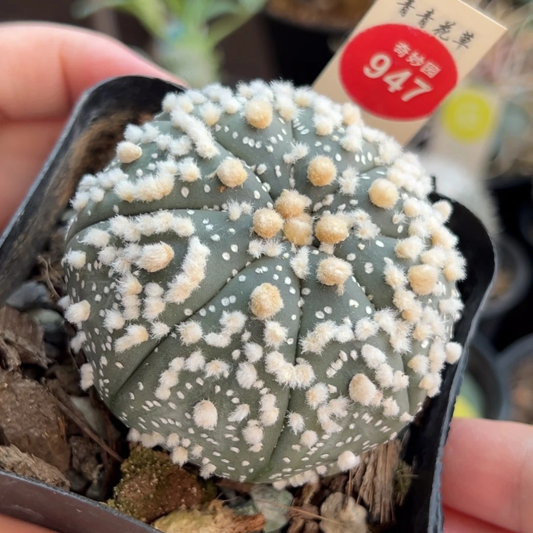 实生花园兜6.1cm一棵