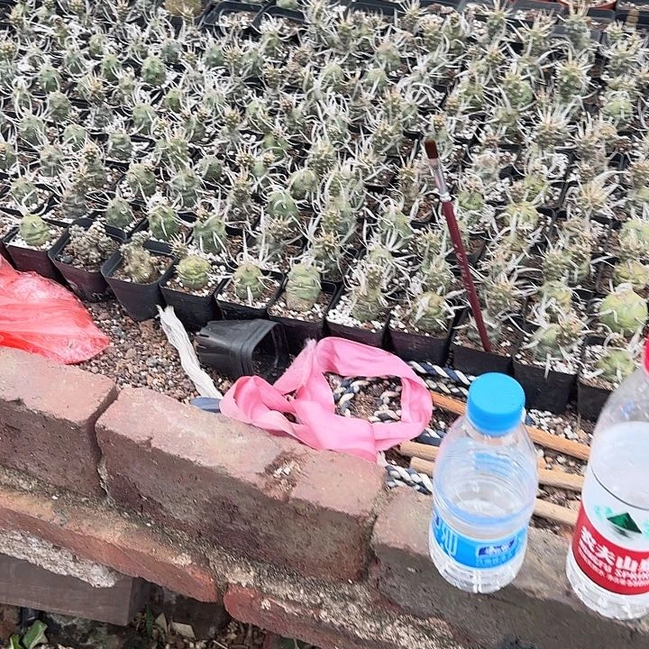 纸刺武藏野1111111111