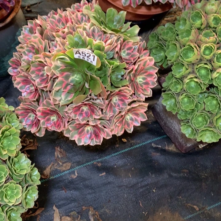 觉**花521多肉植物歪的