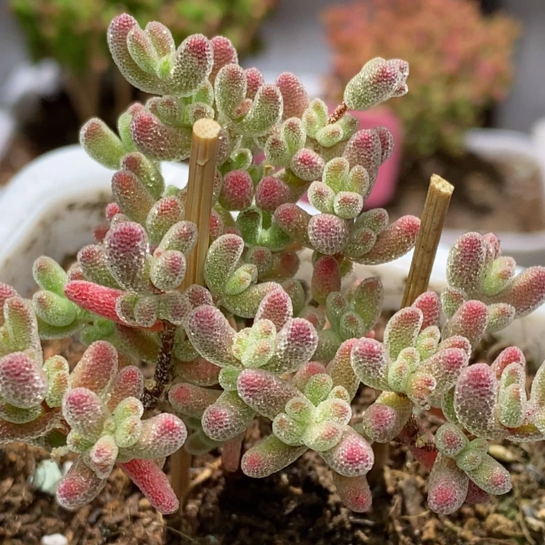 冰红枝干番杏G071