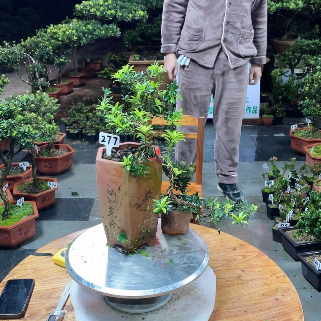 没***字以实际为准罗汉松277带盆