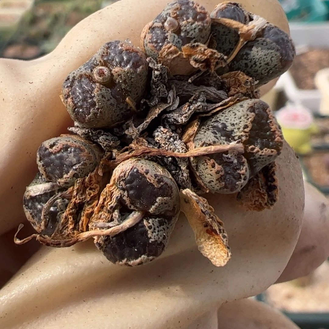 127 好看的多肉冲冲冲q