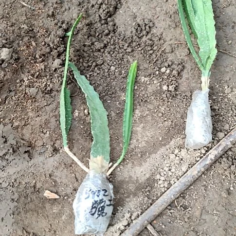 用***3完全开放令箭何花东北小粉