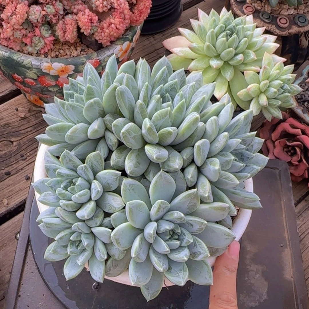 心***事多肉植物多肉植物