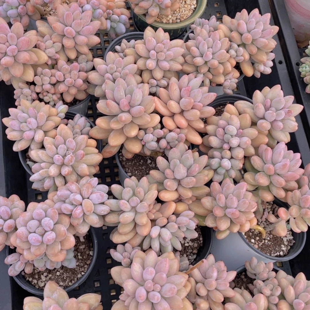 量拍27号 汤圆大群生一个