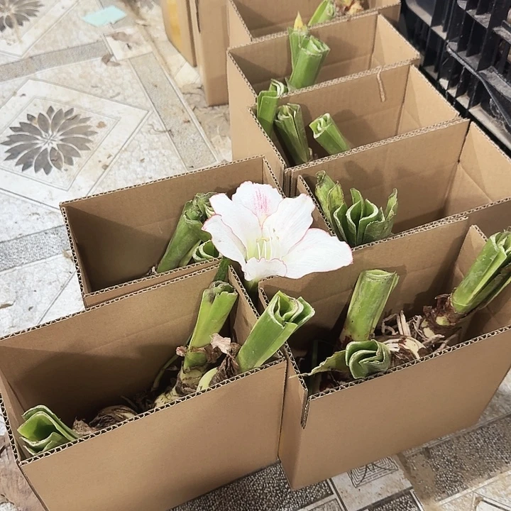 当前无花栽培后可以开花花边石竹3个装一盒