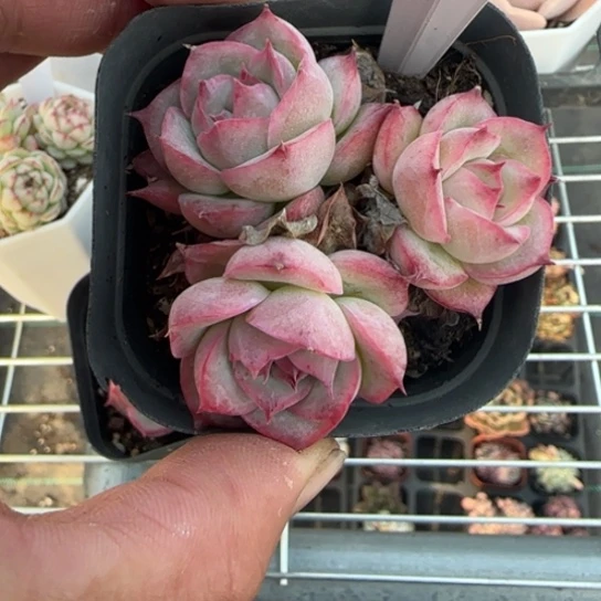 237侧影群一物一拍多肉