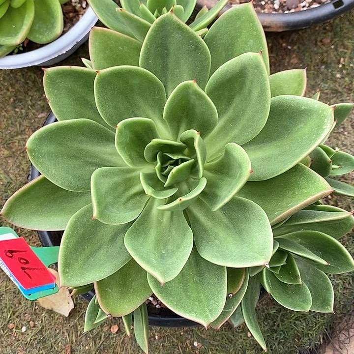 709-直播福利花木兰