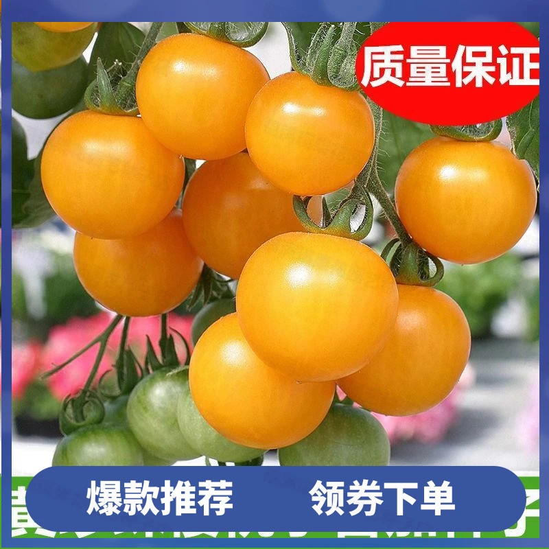 【买二送一】农家矮生盆栽黄番茄种子小西红柿圣女果农阳台蔬菜四季