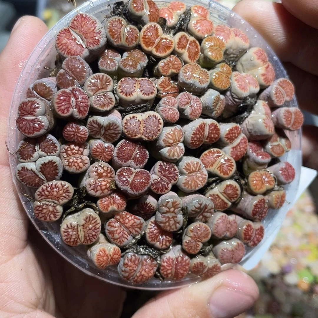 当天凑满十八元包邮89