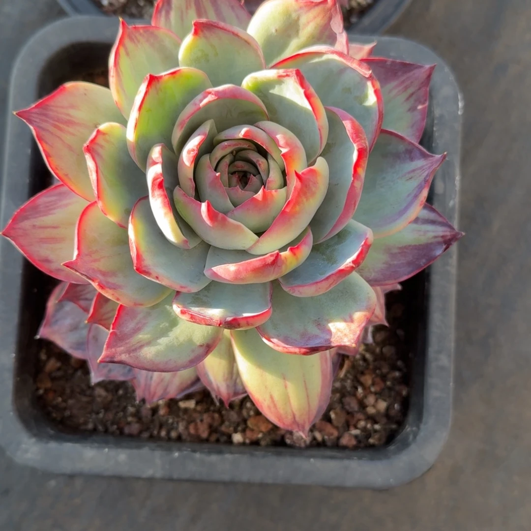 婷***^无花朵肉肉肉肉肉肉肉肉肉肉