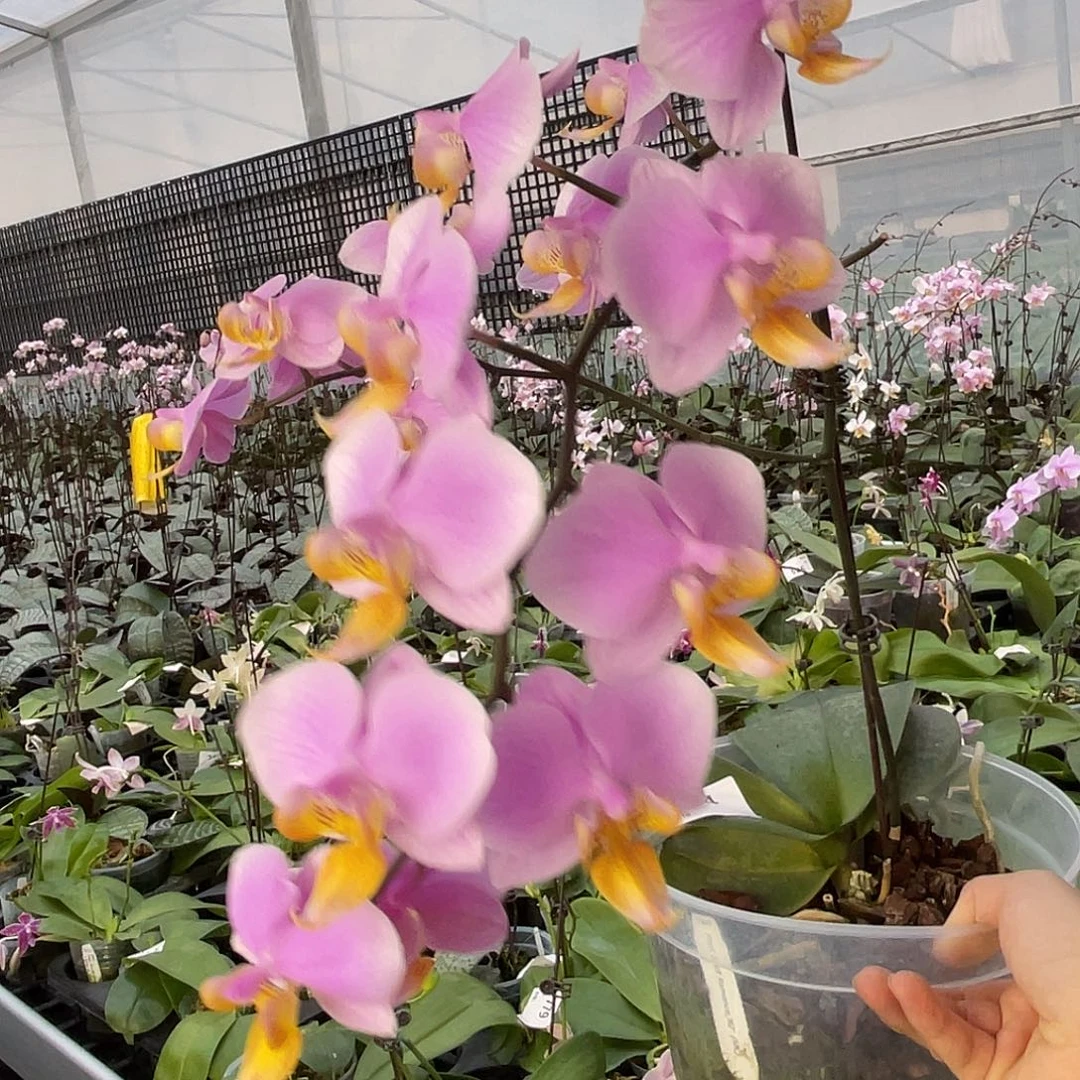 大量花朵（建议范围：8朵-15朵 或40%以上）编号242罗曼史