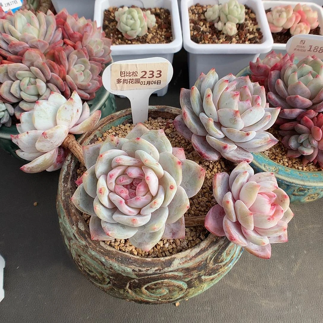 233四头梦露多肉植物