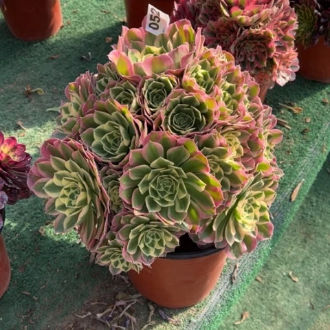 052白凤手捧多肉，