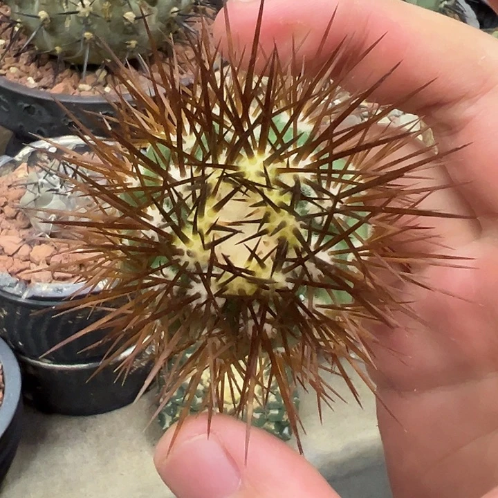 无花朵橘刺鬼神龙