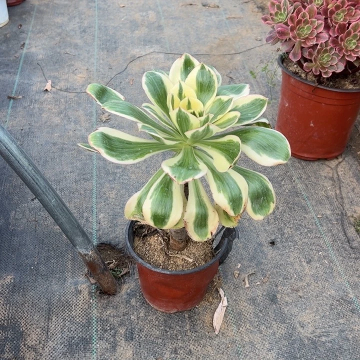 54燕子锦多肉多肉