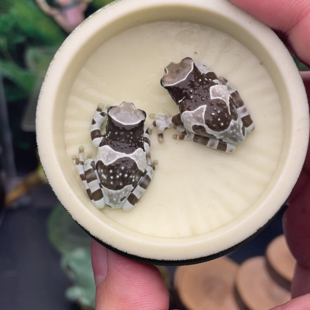 牛奶蛙5号牛奶树蛙