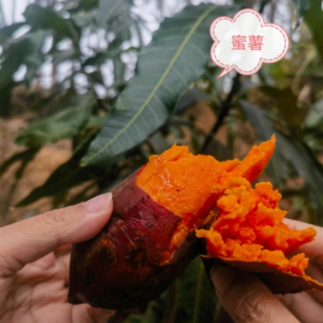 【蜜薯+板栗红薯】正宗广东电白番薯混合装新鲜现挖现发沙地种植软糯香甜包邮次日达蜜薯红薯