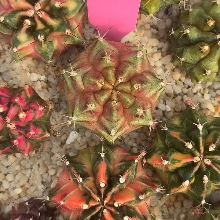 542-0725泰国发货