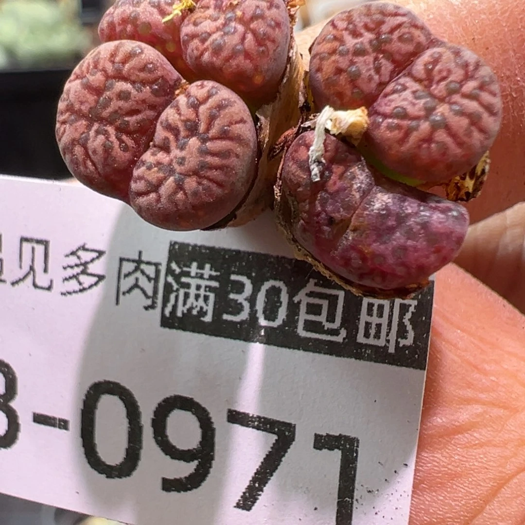 多肉植物1111111111111111111