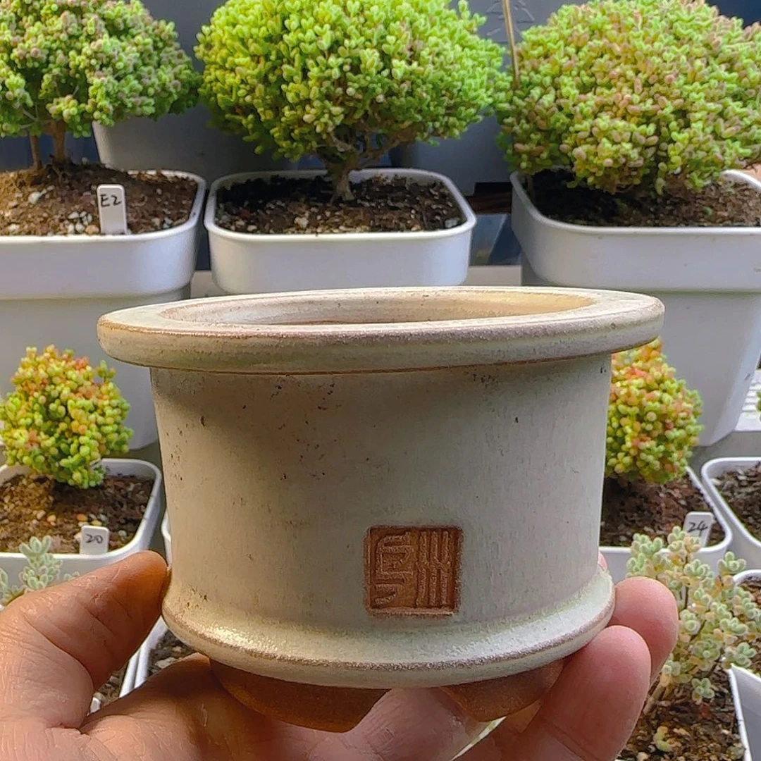 大****当盆专拍。。。。。。。。。。。。。