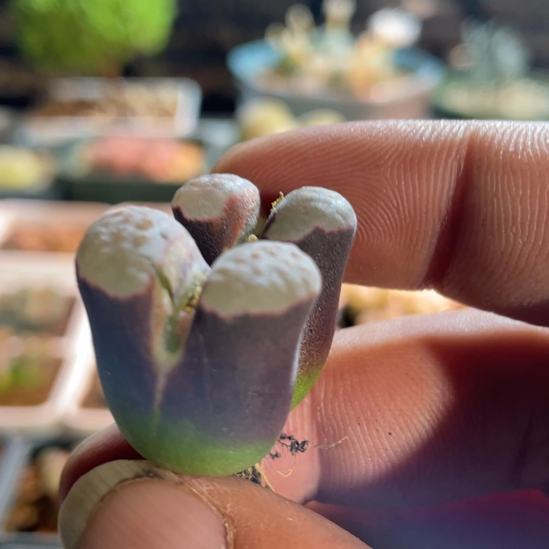 双头福利磁铁植物一物一拍