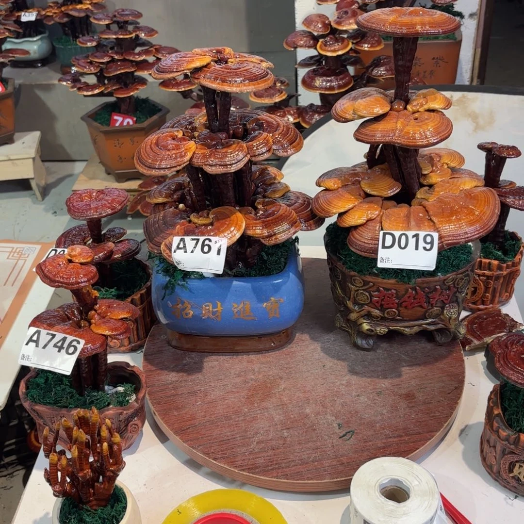 老***郑灵芝888888888888888