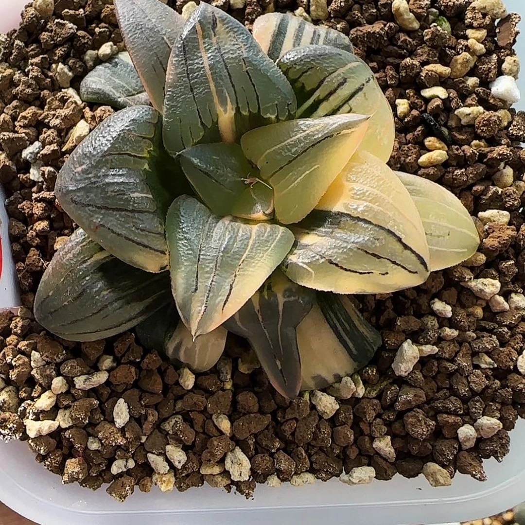 643号红纹寿锦6左右一物一拍带盆土