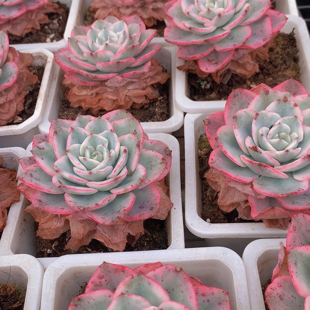 黄桃锦3567899900000