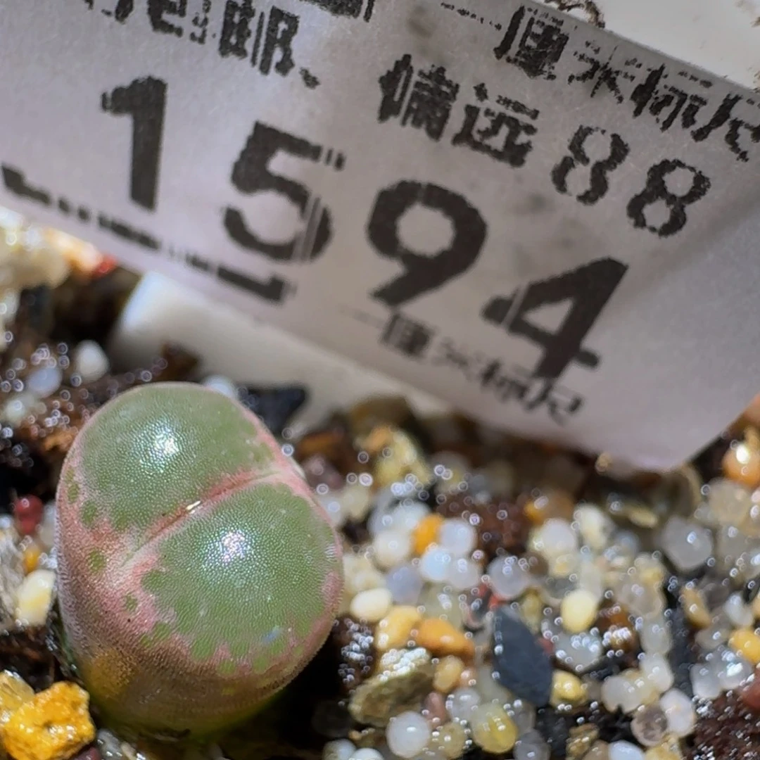 zzzz生石花肉锥1594