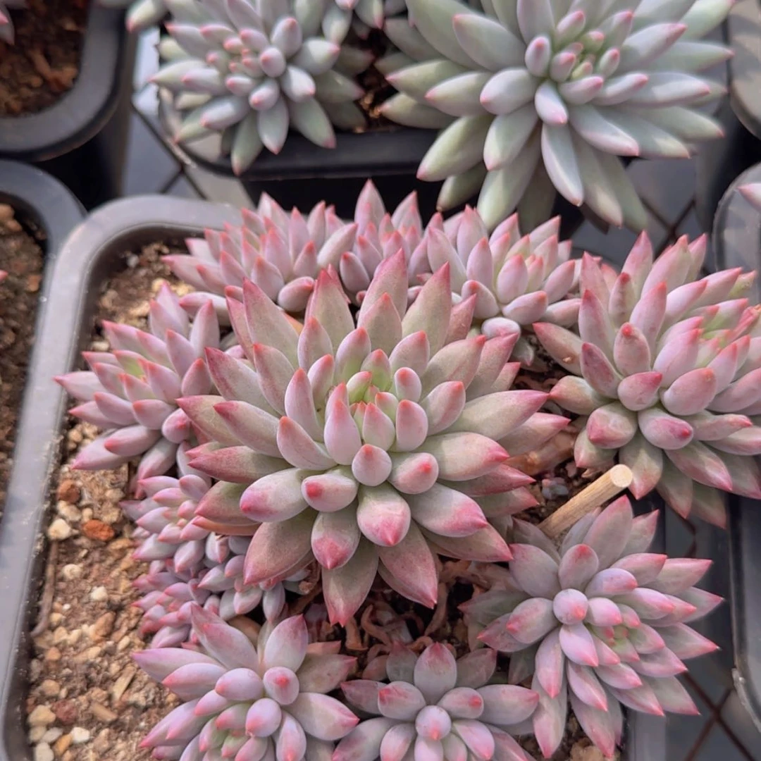 【闪购商品】手捧车厘子99