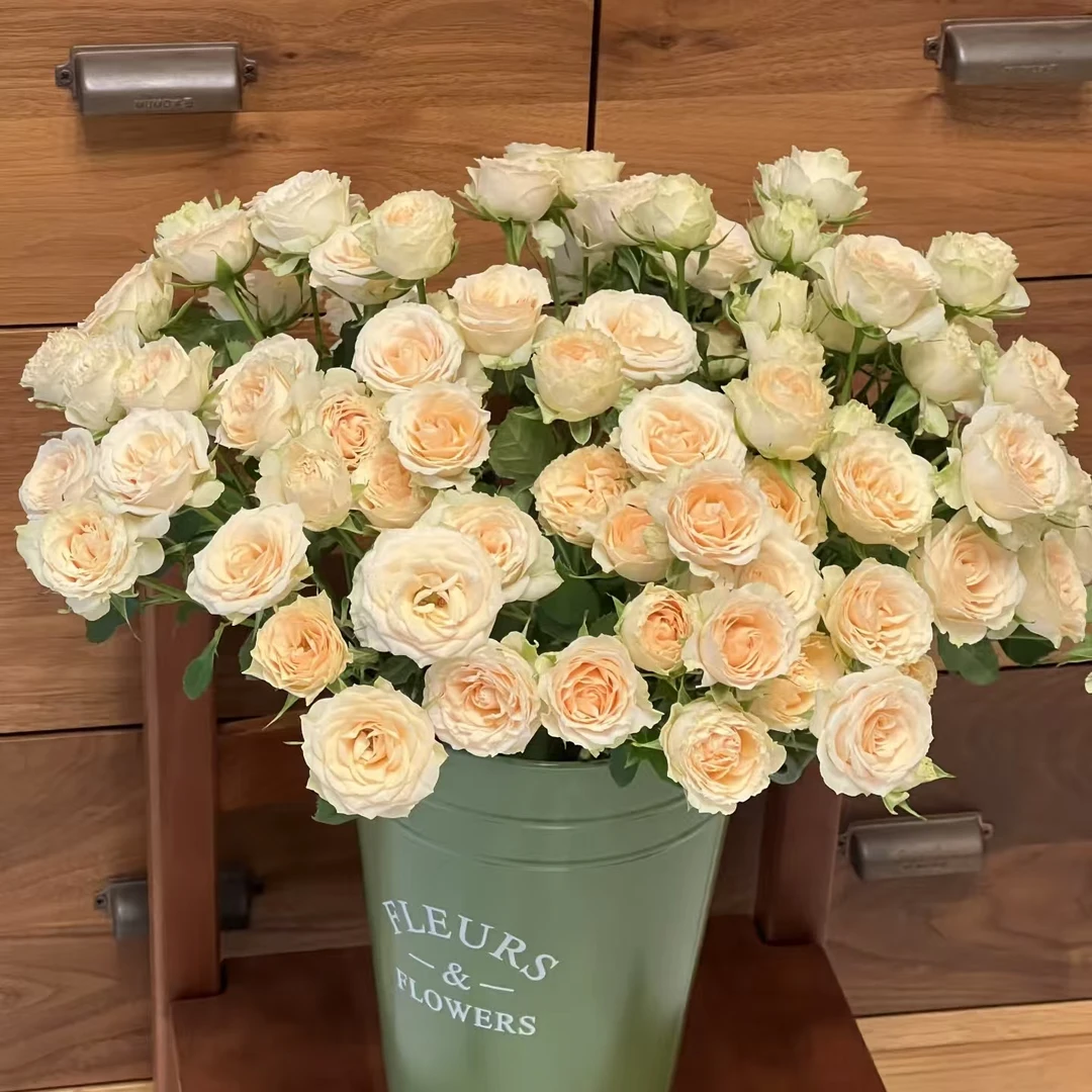 10枝和风多头玫瑰  两单顺丰冷链或京东空运