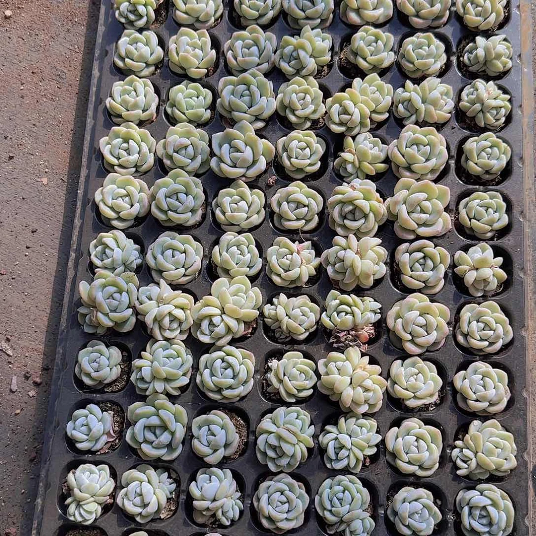 奶油冰玉土球105颗带拖地