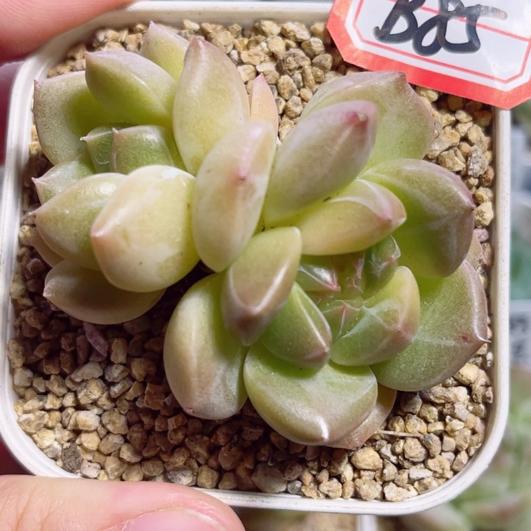 B85 一物一拍 霓金