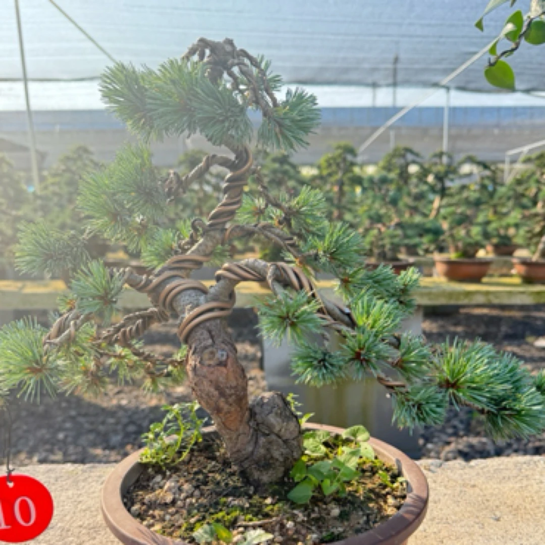 精品老桩短针五针松造型花盆直播间一物一拍橄榄树盆景五针松盆景