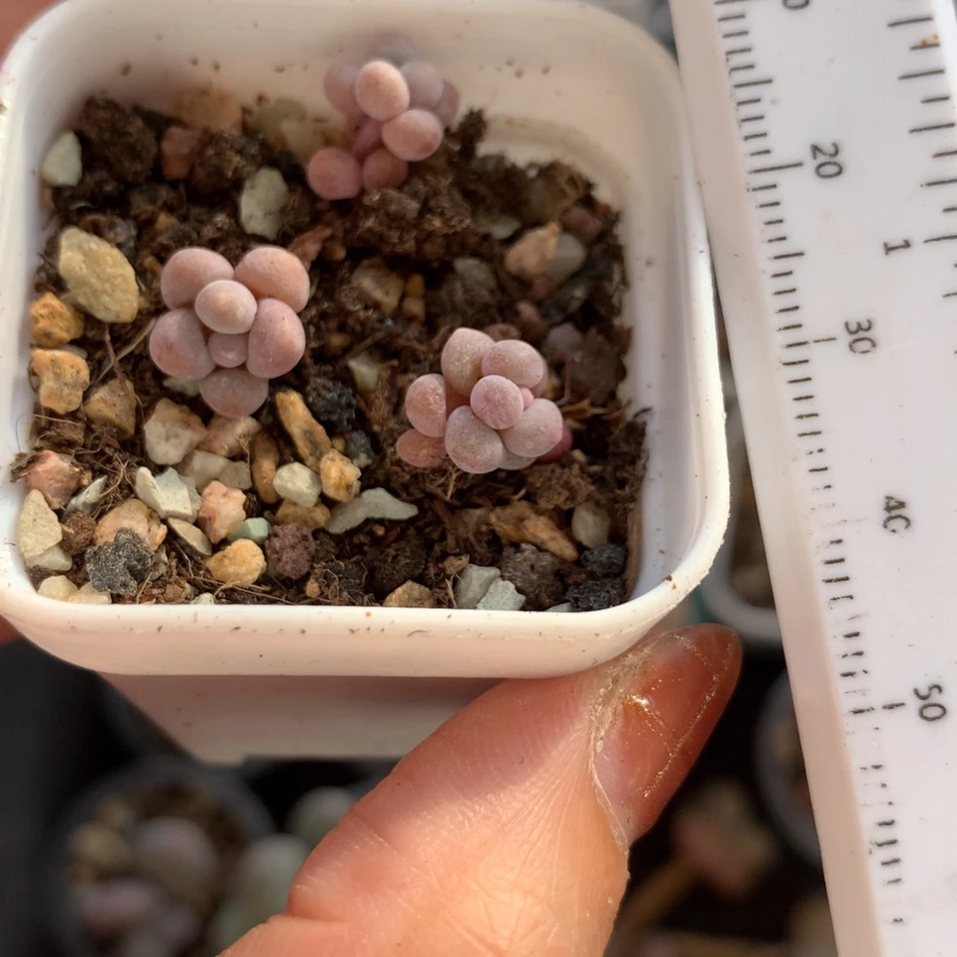 3颗樱花奶特别小哦哦哦