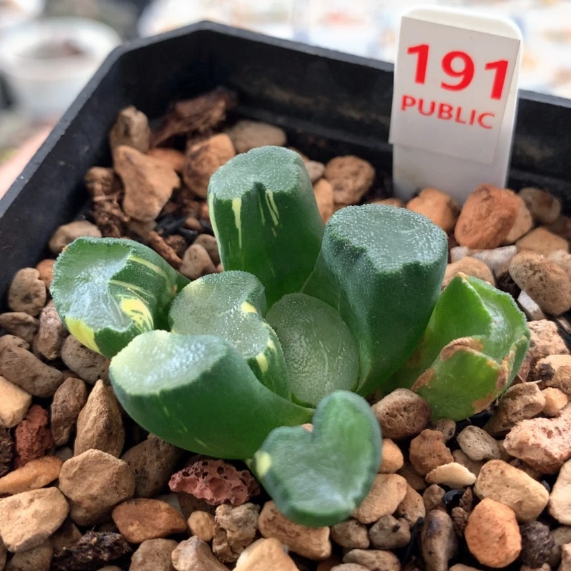 【闪购商品】191万象